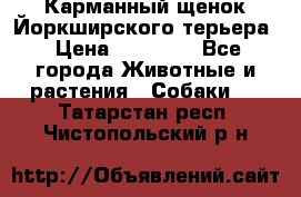 Карманный щенок Йоркширского терьера › Цена ­ 30 000 - Все города Животные и растения » Собаки   . Татарстан респ.,Чистопольский р-н